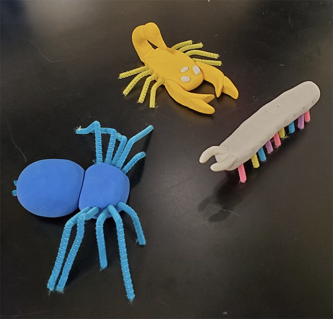 You can work with model clay at the Bohart Museum open house to mold arachnids and myriapods.