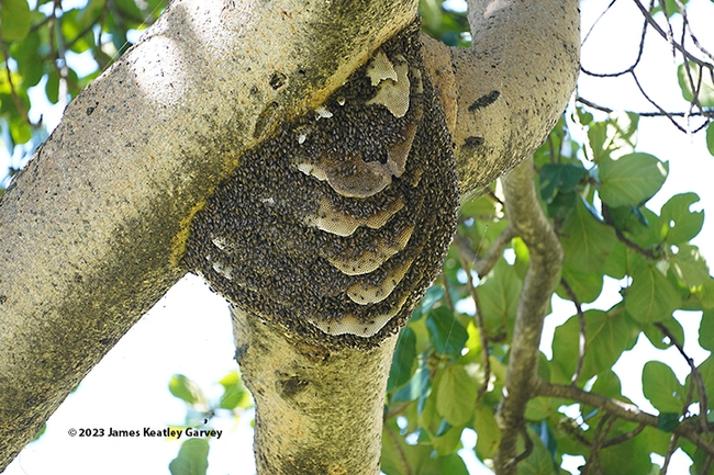 Close-up of a feral or wild bee colony in a fig tree in the Maasai Mara National Reserve, southern Kenya. (Photo by James Keatley Garvey)