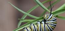 A monarch caterpillar, Danaus plexippus, munching on milkweed. (Photo by Kathy Keatley Garvey) for Bug Squad Blog