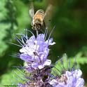 A honey bee forages on a lacy phacelia (Phacelia tanacetifolia) in the Joseph and Emma Lin Biological Orchard and Garden (BOG) at UC Davis. (Photo by Kathy Keatley Garvey)