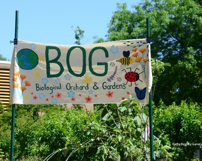 A colorful banner (now shredded by the recent storms) once greeted visitors to the Joseph and Emma Lin Biological Orchard and Garden. (Photo by Kathy Keatley Garvey)