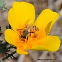A honey bee foraging on a California golden poppy. Urban landscape entomologist Emily Meineke is one of the researchers involved in the Seed Pile Project, a community science initiative by Miridae Living Labs and UC Davis faculty. (Photo by Kathy Keatley Garvey)