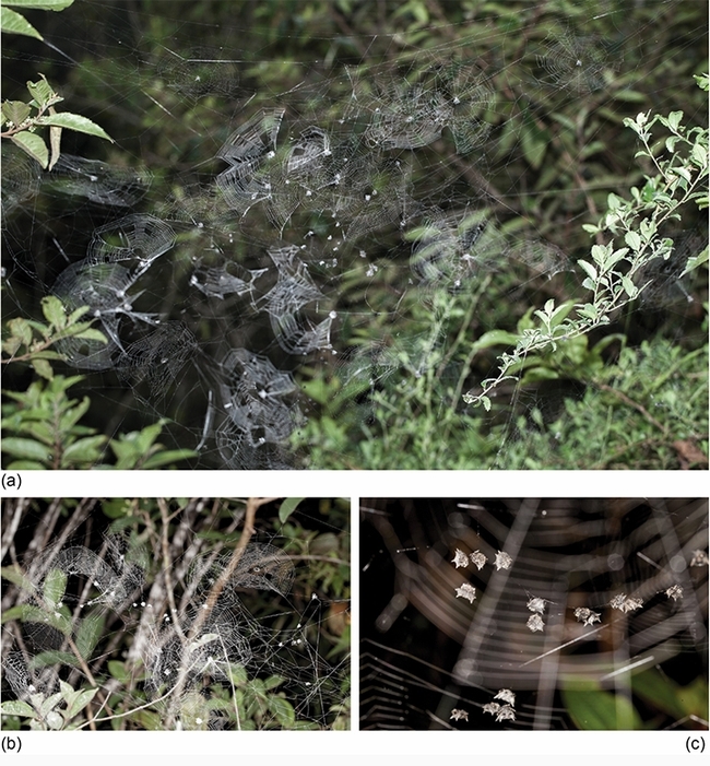 Colonial Isoxya manangona n. sp. from Andasibe, Madagascar. (a) A part of a colony with 79 spiders in 41 webs (image shows 23 webs). (b) A detail from another colony where females are in their individual webs (image shows 14 of the 16 webs in the colony) while males hang on line in between webs (image shows 12 males). (c) A detail of another colony showing male leks. These males showed no overt intrasexual aggression that would be typical of solitary spiders. (Insect Systematics and Diversity)