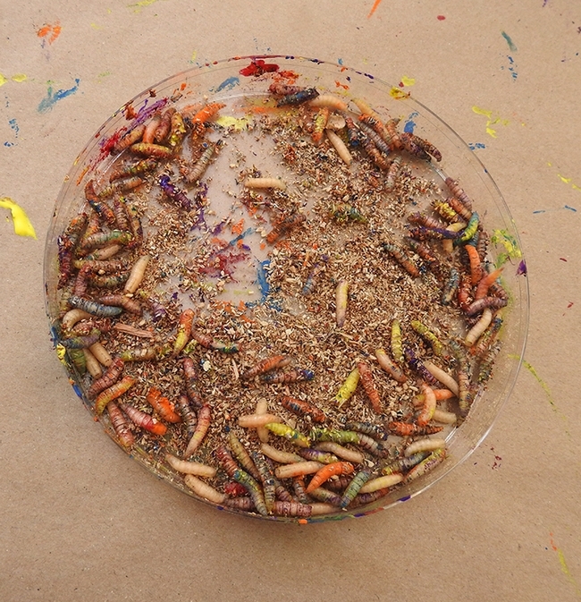A bowl of maggots ready for the art project. (Photo by Kathy Keatley Garvey)