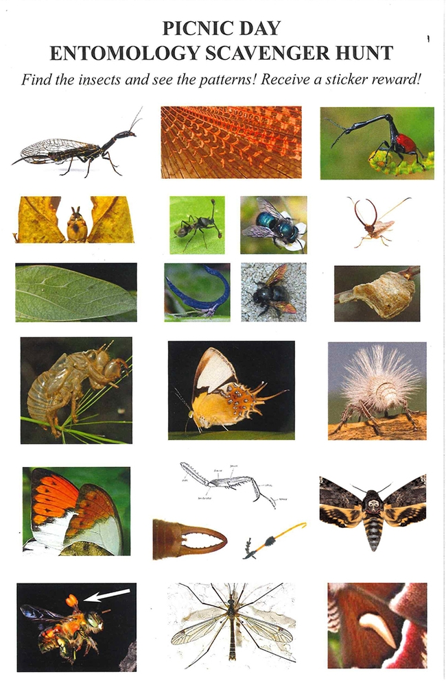How many of these can you identify? Match these images with the Bohart Museum of Entomology specimens at a scavenger hunt in 122 Briggs Hall from 9 a.m. to 5 p.m. on April 15.
