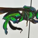 This is a parasitic orchid bee, Exaerete kimseyae, named for Lynn Kimsey.