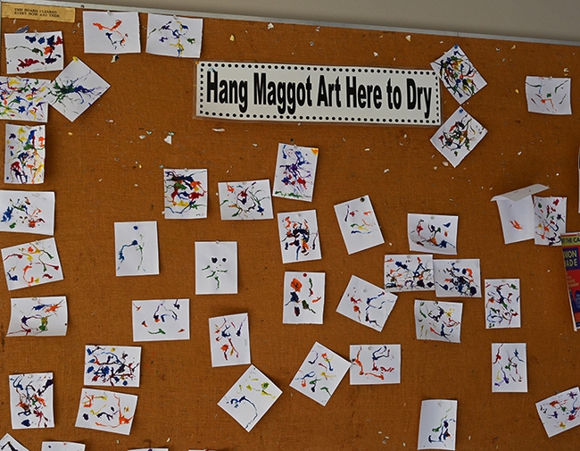Maggot Art drying on a bulletin board in Briggs Hall, UC Davis campus. Soon they will be ready to take home. (Photo by Kathy Keatley Garvey)