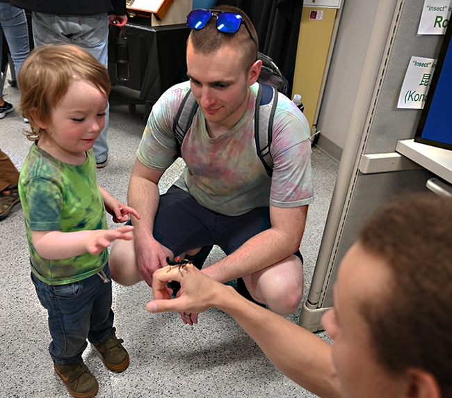 Milo Buterbaugh, 2, of Vacaville, accompanied by his father, Dylan Buterbaugh, gets acquainted with a walking stick held by Bohart associate Christofer Brothers, a UC Davis animal behavior doctoral candidate. (Photo by Kathy Keatley Garvey)