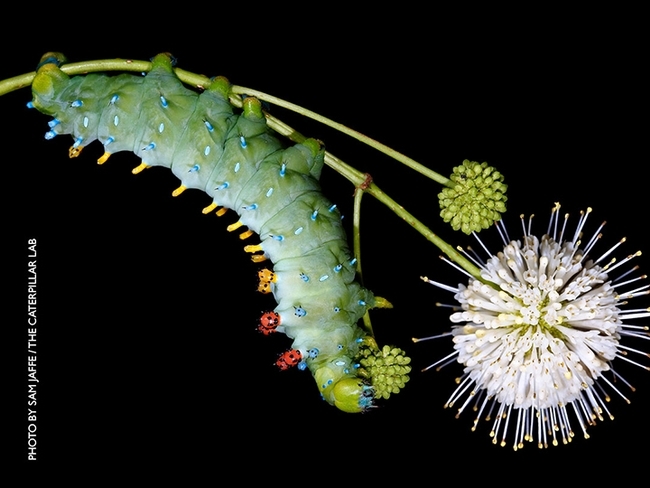 The caterpillar of a 