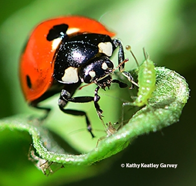 A lady beetle eating an aphid.