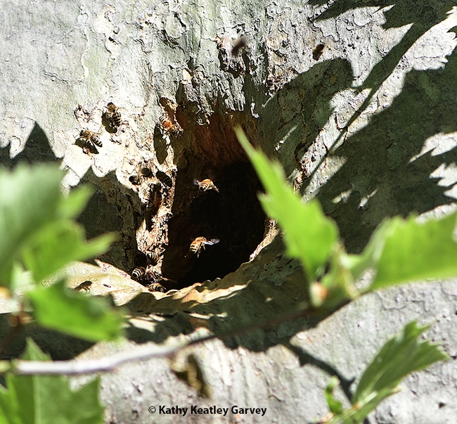 With the squirrel gone, honey bees quickly move into the hollow. (Photo by Kathy Keatley Garvey)