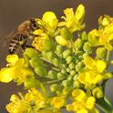 Honey bee foraging on a blooming bok choy. (Photo by Kathy Keatley Garvey)