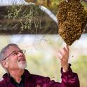Honey bee geneticist Robert E. Page Jr. examining a swarm.