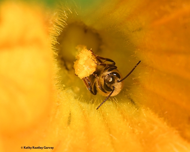 Pollination Ecologist Neal Williams The Importance Of Native Bees Bug Squad Anr Blogs