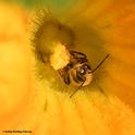 A squash bee, Peponapis pruinosa, pollinating a squash. (Photo by Kathy Keatley Garvey)