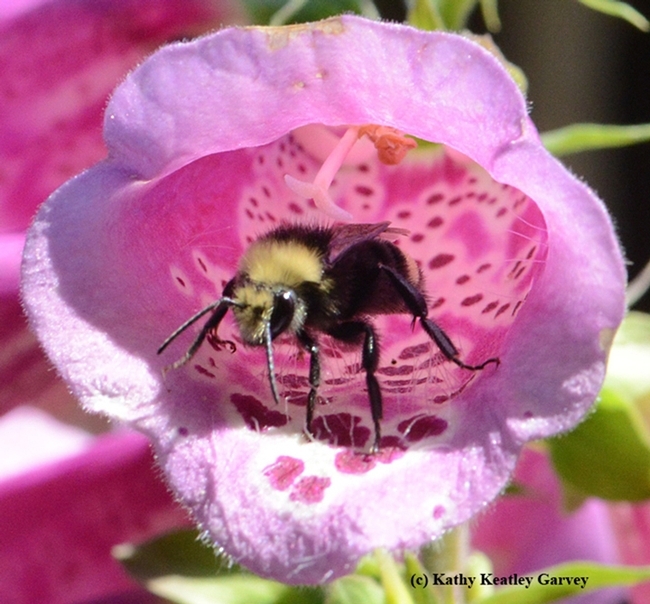 This native bee is the yellow-faced bumble bee, Bombus vosnesenskii, emerging from a foxglove. (Photo by Kathy Keatley Garvey)