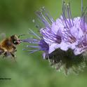 A honey bee in flight, heading for a Phacelia. (Photo by Kathy Keatley Garvey)