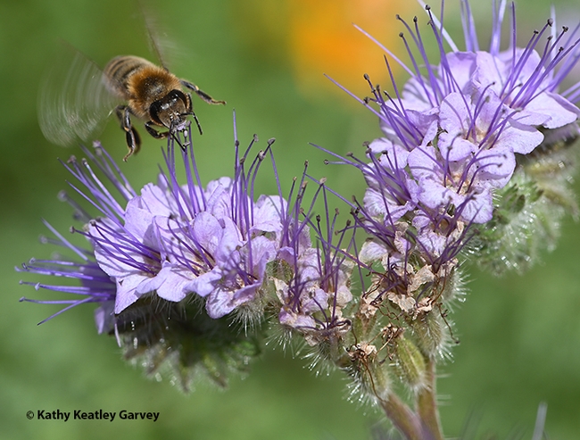 A honey bee foraging on Phacelia, a popular bee plant. (Photo by Kathy Keatley Garvey)