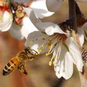 Honey bee heading toward almond blossoms. (Photo by Kathy Keatley Garvey)