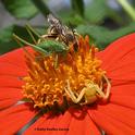 A crab spider is about to nail a katydid nymph when a longhorned bee, Melissodes agilis, appears on the Mexican sunflower. (Photo by Kathy Keatley Garvey)