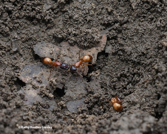 These are carpenter ants, Camponotus semitestaceus, as identified by  UC Davis 2020 alumnus and ant researcher Brendon Boudinot, an Alexander von Humboldt Research Fellow at the Institute of Zoology and Evolutionary Research at Friedrich Schiller University Jena. (Photo taken in Vacaville, Calif. by Kathy Keatley Garvey)