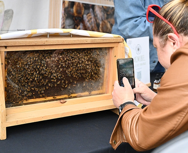 California Honey Festival attendees delighted in seeing a bee observation hive, displayed by Sung Lee the Bee Charmer of Castro Valley, a Master Beekeeper with the UC Davis-based California Master Beekeeper Program. (Photo by Kathy Keatley Garvey)