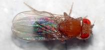 This is the fruit fly, Drosophila melanogaster, that Katie Thompson-Peer uses in her biological research. (Photo by André Karwath, Wikipedia) for Bug Squad Blog