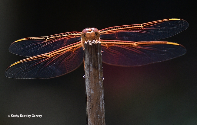 Another view of the flameskimmer,  Libellula saturata. (Photo by Kathy Keatley Garvey)