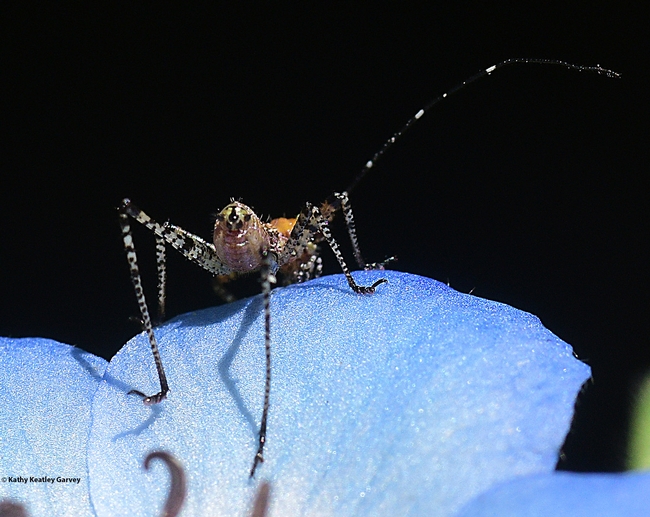 Up and over the baby blue eyes blossom, and the katydid nymph is gone. (Photo by Kathy Keatley Garvey)