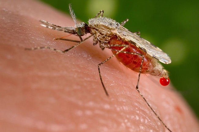 This is an Anopheles stephensi mosquito that can transmit malaria. (Photo courtesy of Wikipedia)