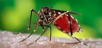 Aedes aegypti, the yellow fever mosquito. (Photo courtesy of the Centers for Disease Control and Prevention) for Bug Squad Blog