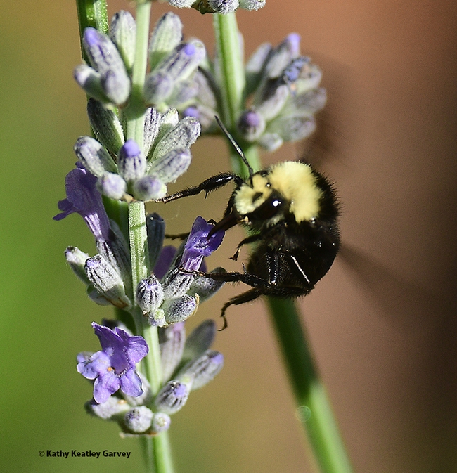 The yellow-faced bumble bee, Bombus vosnesenskii, departs. (Photo by Kathy Keatley Garvey)