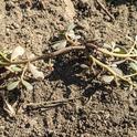 Common purslane, but upside-down.