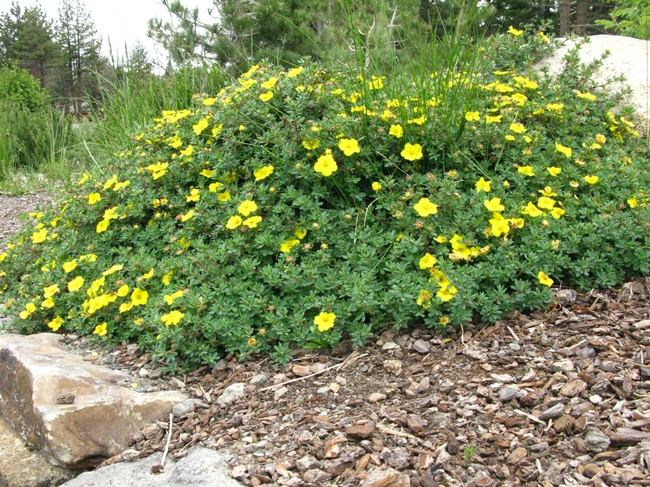 Yellow cinquefoil Plant in Mammoth.
