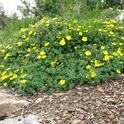 Yellow cinquefoil Plant in Mammoth.