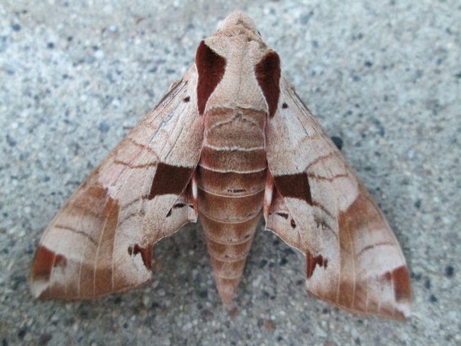 Achemon spinx moth