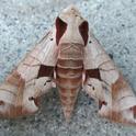 Achemon spinx moth
