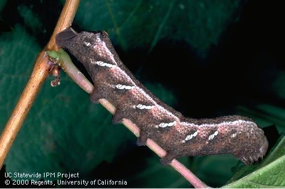 Achemon moth caterpillar