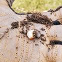 A white grub - the masked chafer