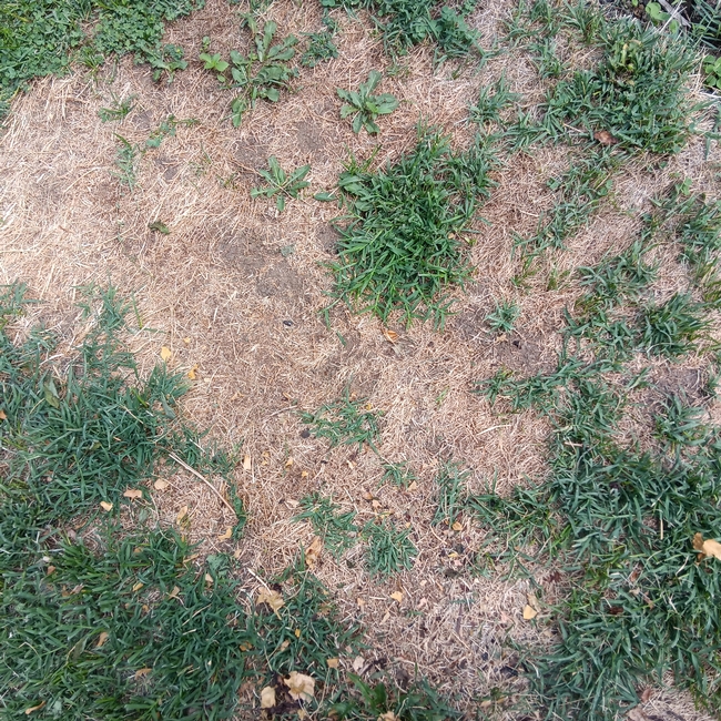 A patch of former lawn, mostly dead, with a few green weeds and Bermudagrass