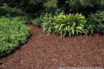 Applying mulch for winter can help protect the soil, retain moisture, and control weeds.