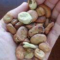 Harvest beans after they have dried on the vine and add them to winter soups.