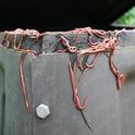 Eisenia fetida on compost bin. (Toby Hudson)