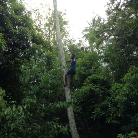 Boy climbing coconut tree
