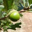 Quercus gambelii green acorn