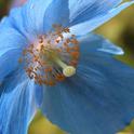 Himalayan Blue Poppy  Photo: TANAKA Juuyoh