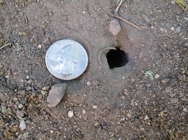 Hole of Ground-nesting Wasp.