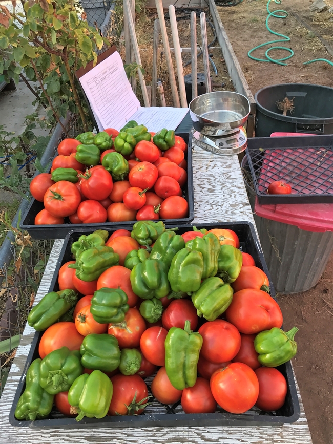 Harvest of tomatoes and peppers