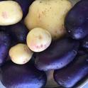 Purple and Rose Potatoes