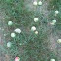 Late June Drop of Gravenstein Apples.